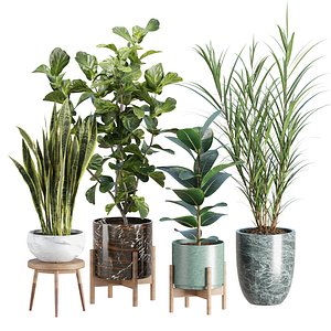 3D Realistic Indoor Plant Models Collection Vol 347 model
