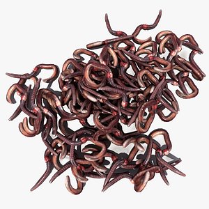 3D Worms Models