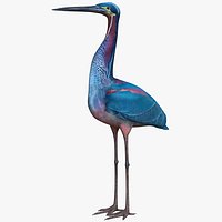 Agami Heron