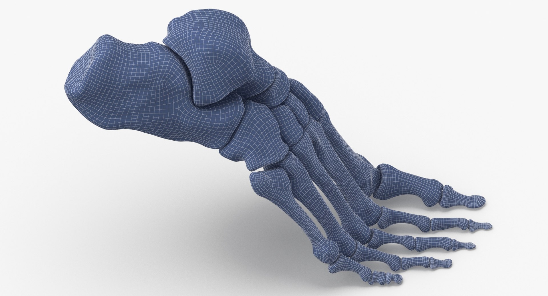 3D model human foot bones anatomy - TurboSquid 1538886