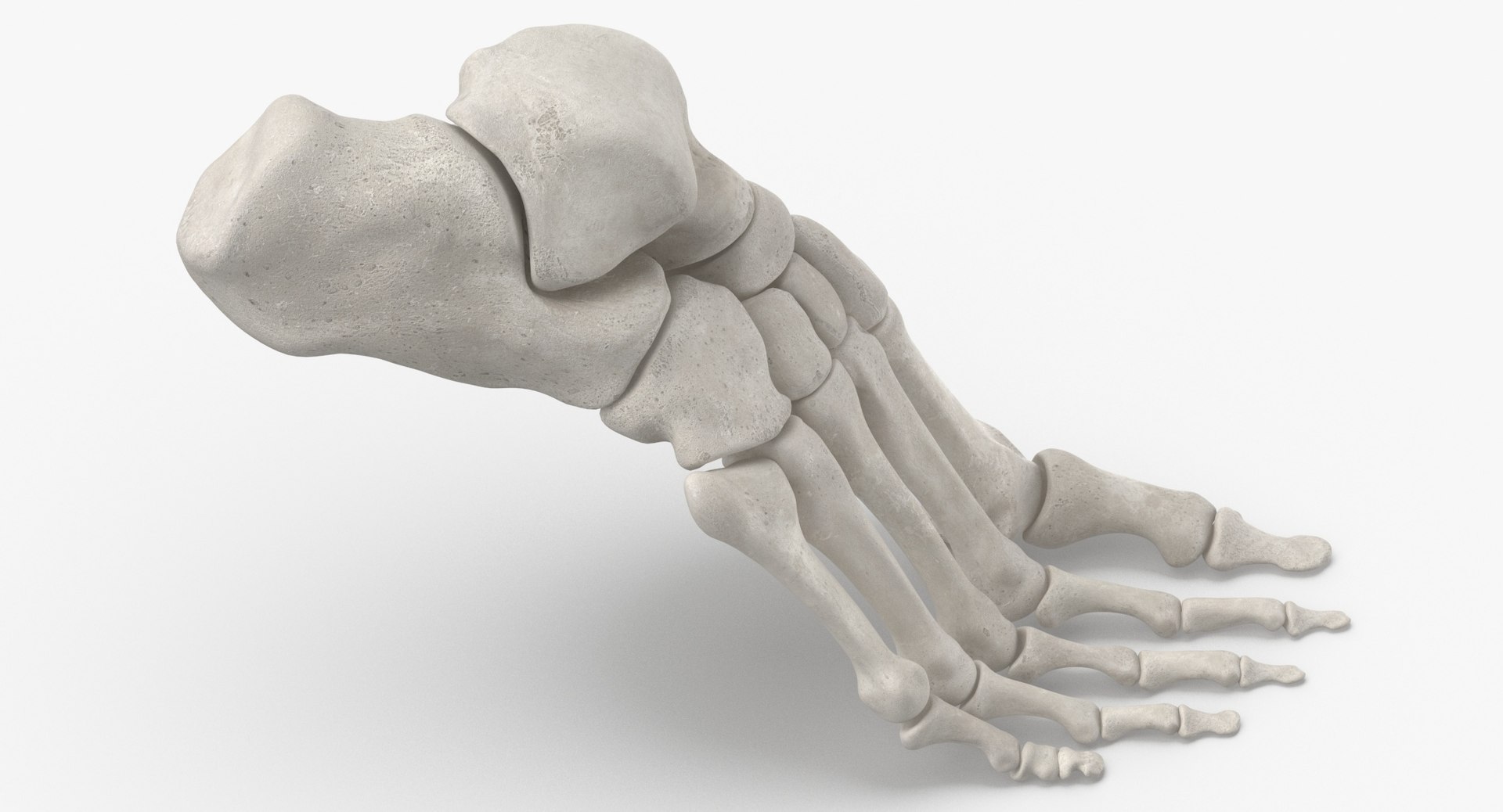 3D model human foot bones anatomy - TurboSquid 1538886