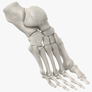 3D model human foot bones anatomy