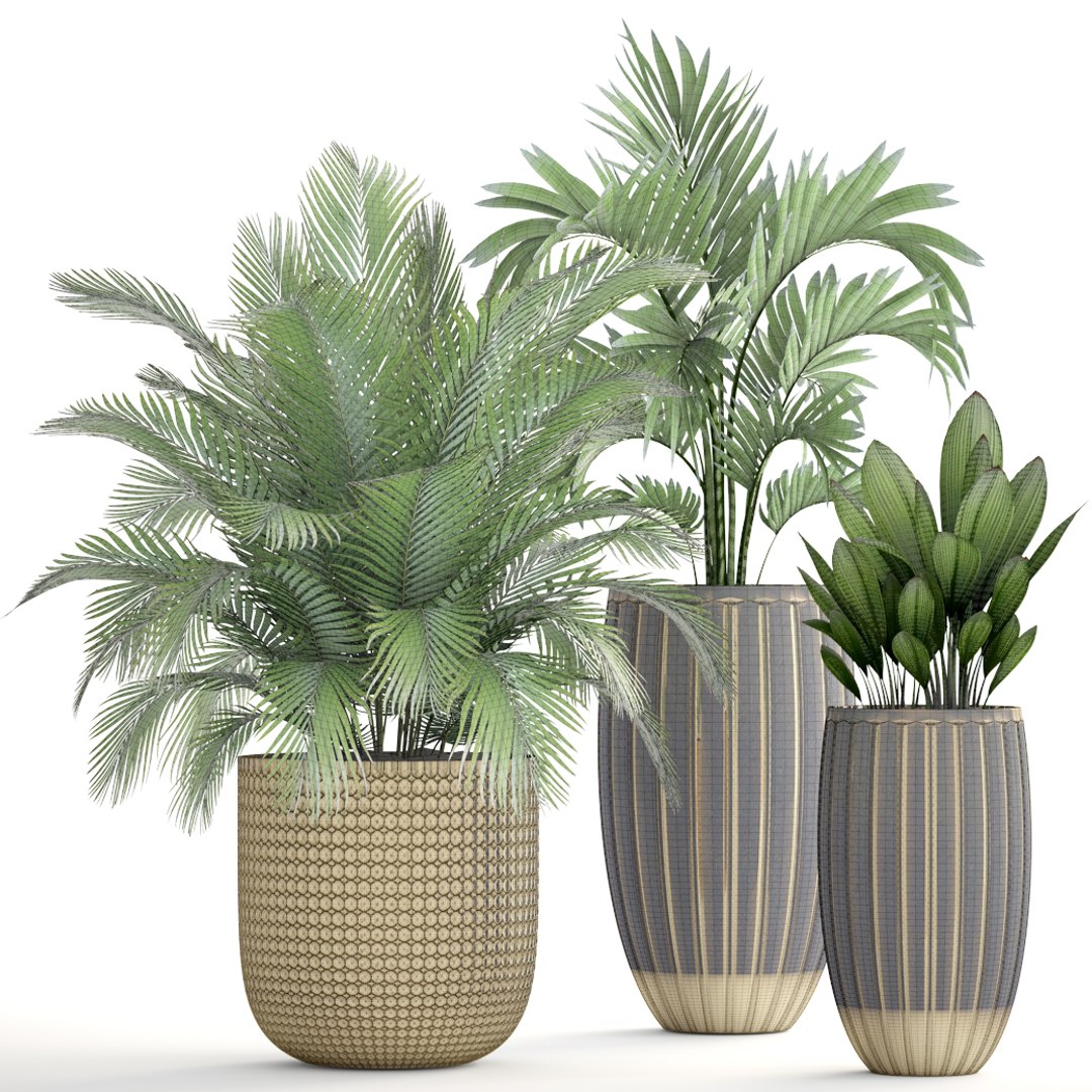 Plants Areca Palm 3D Model - TurboSquid 1262418