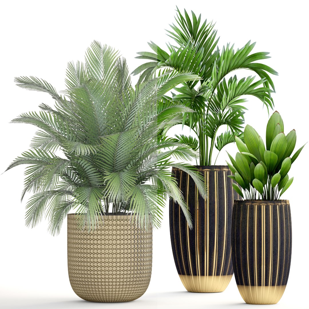 Plants Areca Palm 3D Model - TurboSquid 1262418