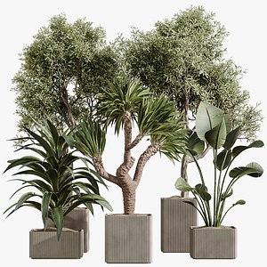 AV Indoor Plants Set 369 Olive and Banana Nicolai and Yucca Elephantipes and Dracaena Warneckii 3D model