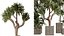 Ensemble de plantes d'intérieur AV 369 : olivier et bananier Nicolai et yucca Elephantipes et Dracaena Warneckii