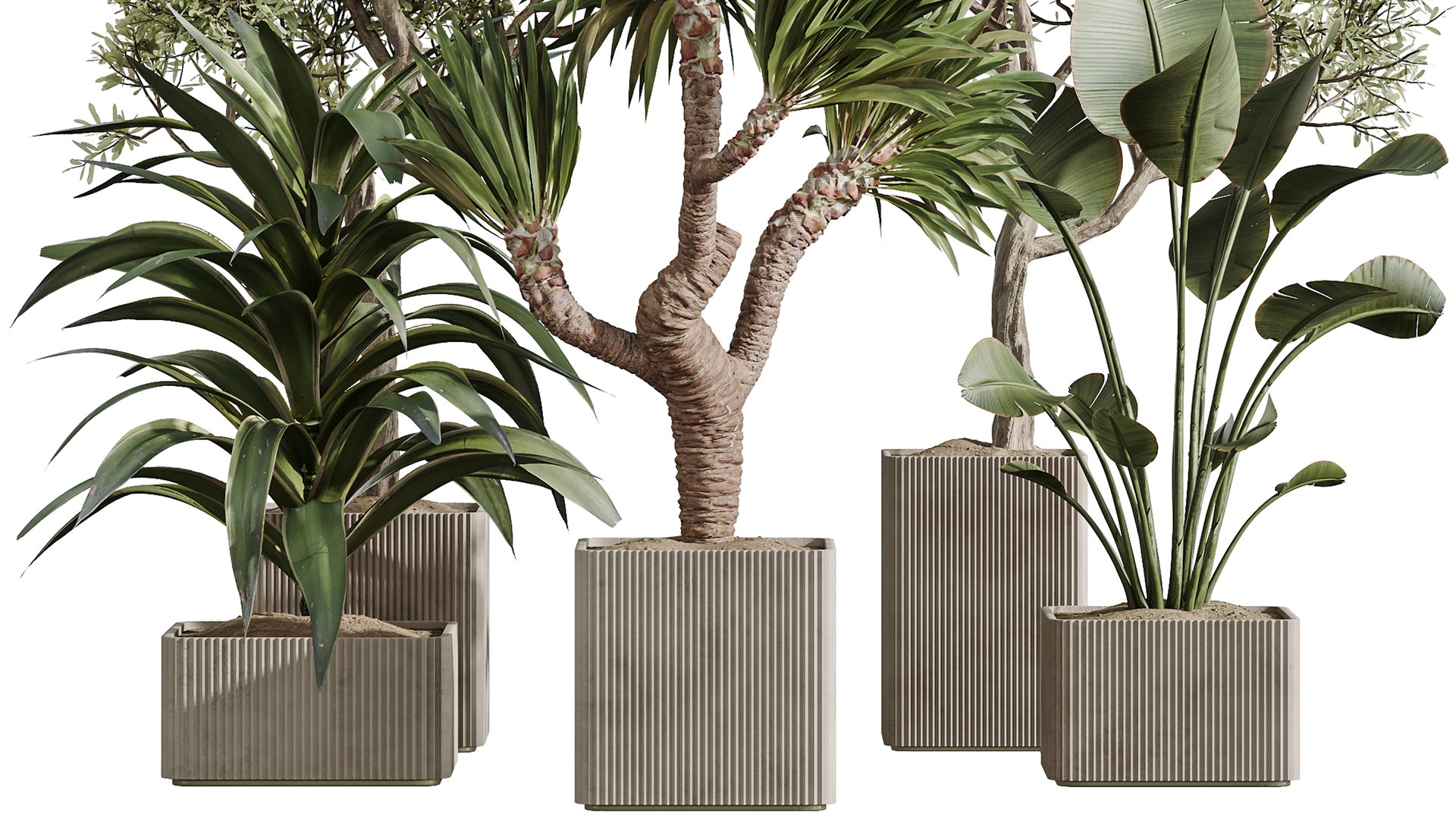 AV Indoor Plants Set 369 Olive and Banana Nicolai and Yucca Elephantipes and Dracaena Warneckii 3D model https://p.turbosquid.com/ts-thumb/2n/Ag05ud/TS/06/png/1759302089/1920x1080/fit_q87/ade28f380dc8a7835f07c13a6df5f5afffb2d7e8/06.jpg