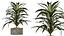 Ensemble de plantes d'intérieur AV 369 : olivier et bananier Nicolai et yucca Elephantipes et Dracaena Warneckii