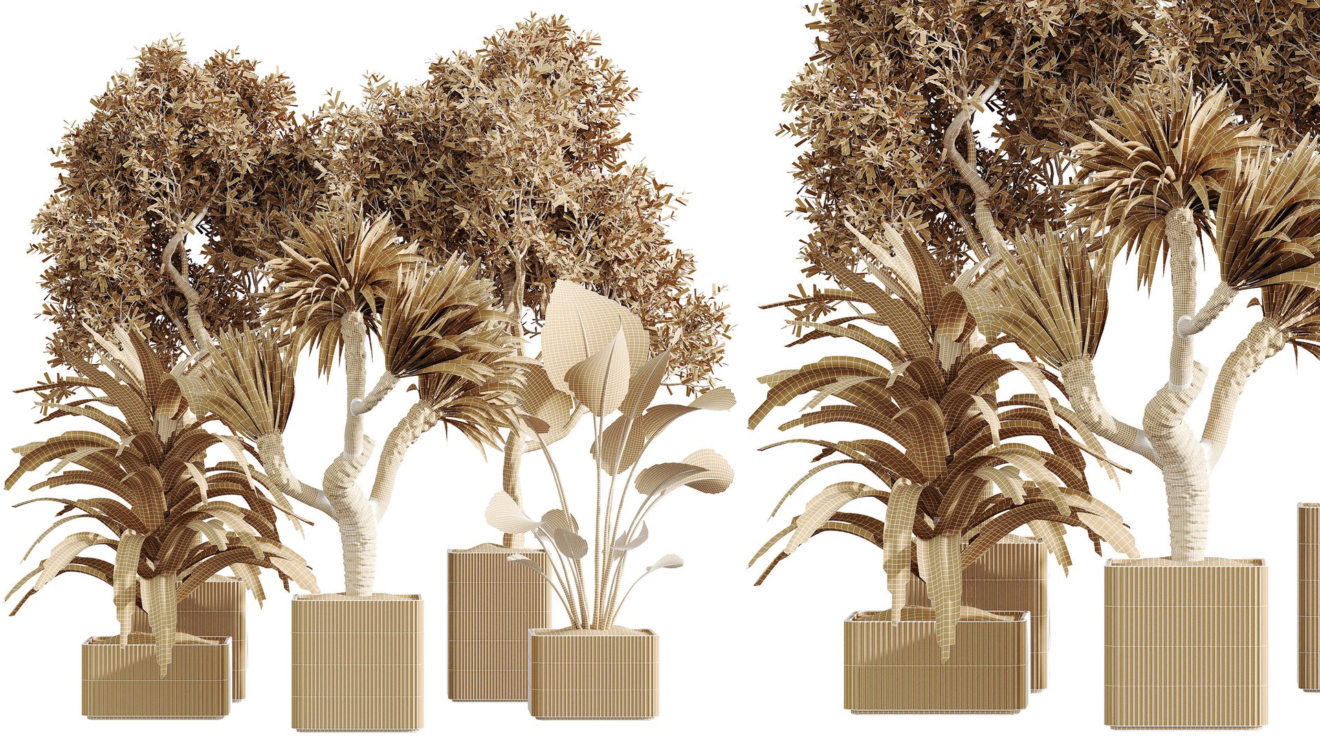 AV Indoor Plants Set 369 Olive and Banana Nicolai and Yucca Elephantipes and Dracaena Warneckii 3D model https://p.turbosquid.com/ts-thumb/2n/Ag05ud/am/07/png/1759302090/1920x1080/fit_q87/6ace1159528967f603d1444ce36028e77de5e9f9/07.jpg