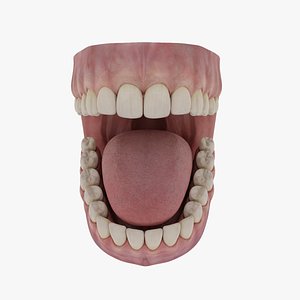 3D Classic Human Dentition model