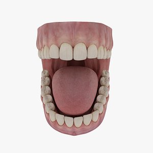 Classic Human Dentition