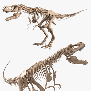Tyrannosaurus Rex Fossil Skeleton Walking Animated Rigged For Blender 3D