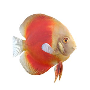 Orange Discus Fish