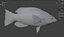 Saddleback Hogfish