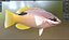 Saddleback Hogfish