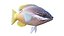 Saddleback Hogfish