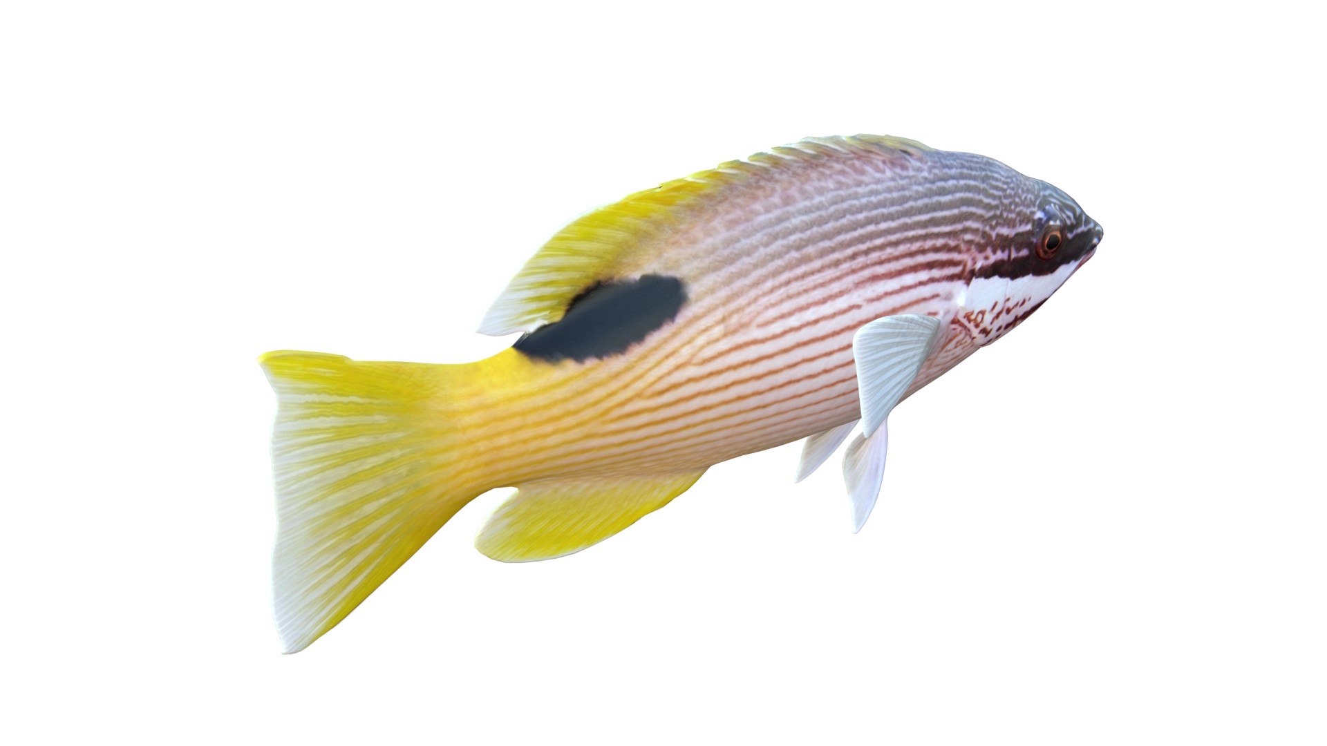 3D Saddleback Hogfish https://p.turbosquid.com/ts-thumb/2n/WR9wjJ/JL/3/jpg/1776260991/1920x1080/fit_q87/4c300cd06dbc2bfab3bb446d758a58c0b90d75ad/3.jpg