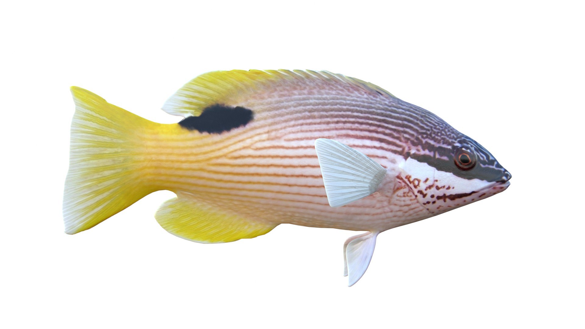 3D Saddleback Hogfish https://p.turbosquid.com/ts-thumb/2n/WR9wjJ/Nq/2/jpg/1776260990/1920x1080/fit_q87/e86afc3b6496a972cf2ab1e4ec2968ac8dafa54e/2.jpg
