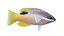 Saddleback Hogfish