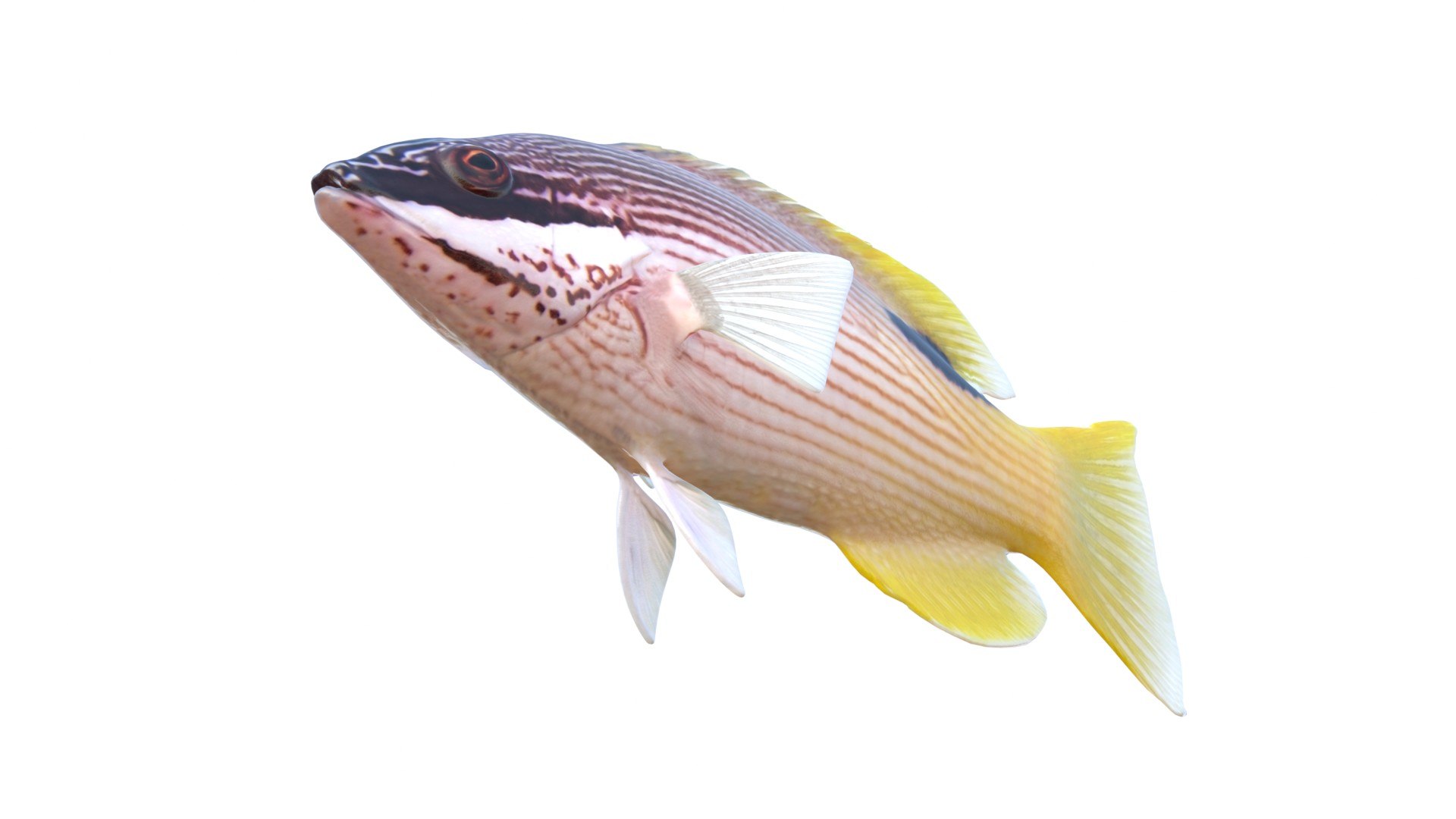 3D Saddleback Hogfish https://p.turbosquid.com/ts-thumb/2n/WR9wjJ/XP/5/jpg/1776260992/1920x1080/fit_q87/381f869d2855fa953fea5a217c852d9648b814e8/5.jpg