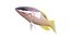 Saddleback Hogfish