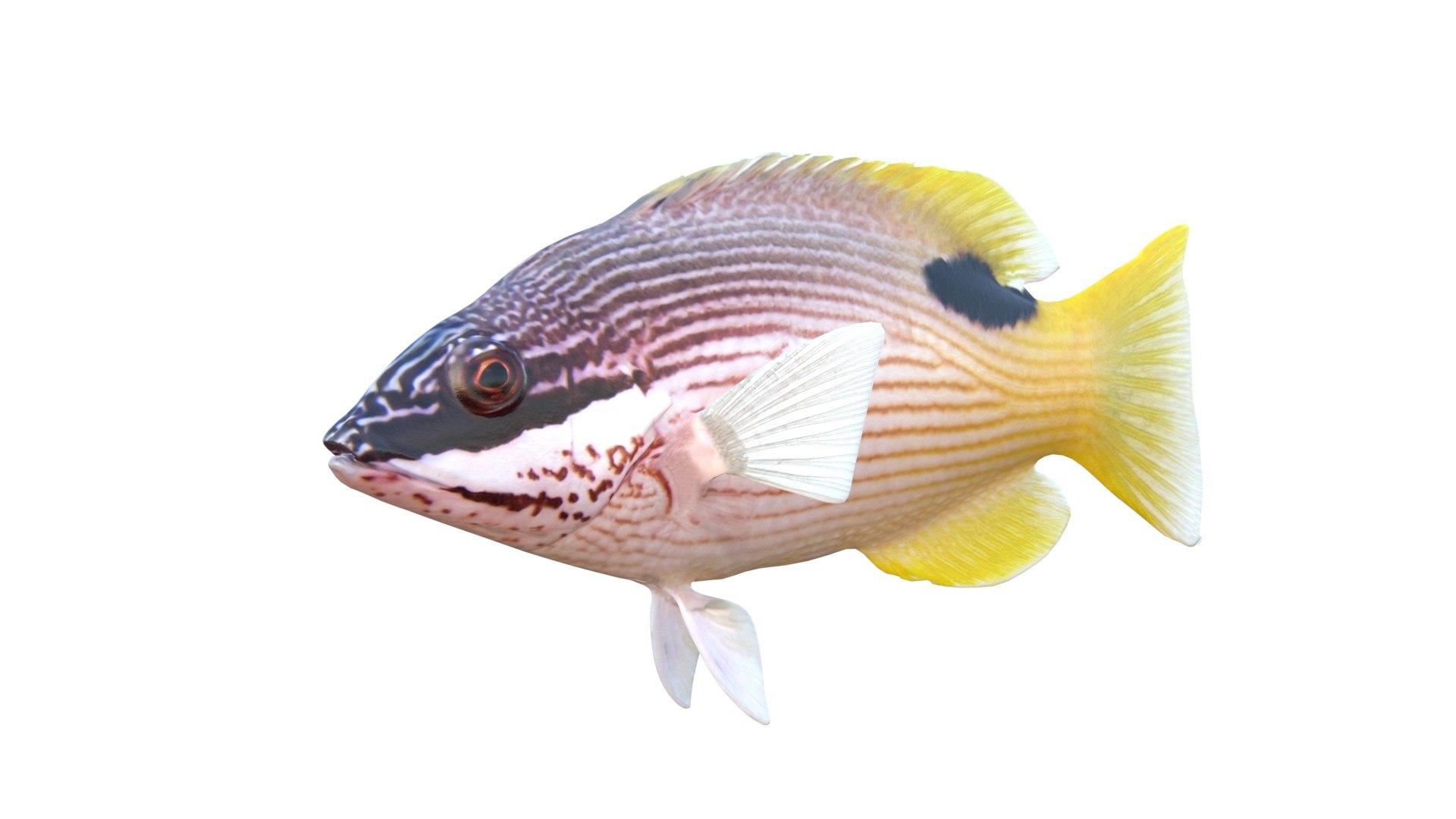3D Saddleback Hogfish https://p.turbosquid.com/ts-thumb/2n/WR9wjJ/a1/4/jpg/1776260992/1920x1080/fit_q87/47c2775f497fb37d765acb22a828d8b716245ebf/4.jpg