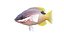 Saddleback Hogfish
