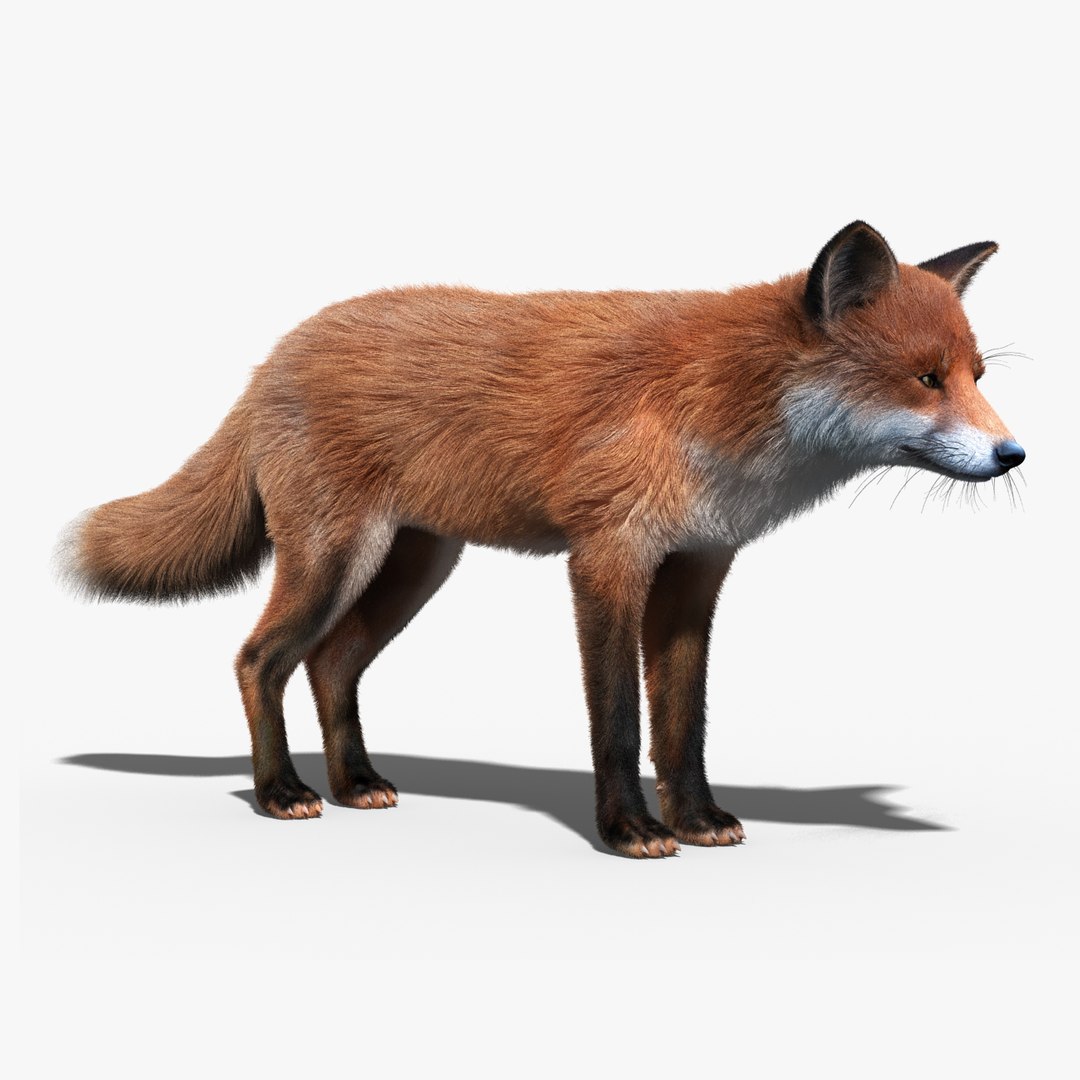 Red Fox Fur Rigged 3D Model $199 - .fbx .obj .ma - Free3D