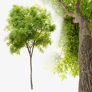 Dynasty chinese elm 3D model