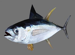 Yellowfin Tuna
