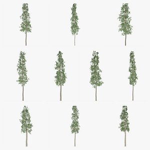 European Aspen Tree Collection