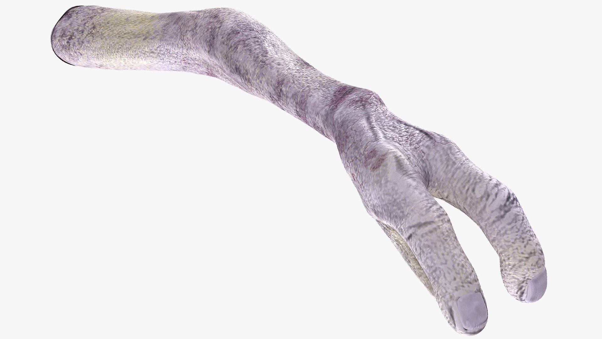 Alien Arm 3D model preview