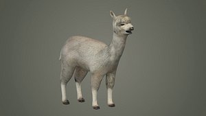 alpaca llama lama wildlife wool fur animals mammal