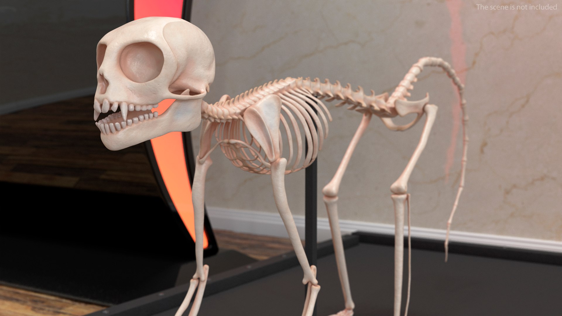 3D Common Marmoset Monkey Skeleton Crawling https://p.turbosquid.com/ts-thumb/2o/IGRuTh/SP/common_marmoset_monkey_skeleton_crawling_003/jpg/1731742280/1920x1080/fit_q87/41d5d5a0ea10663ab74ff95da85b1e693143d9fe/common_marmoset_monkey_skeleton_crawling_003.jpg