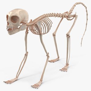 3D Common Marmoset Monkey Skeleton Crawling