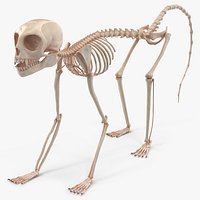 Common Marmoset Monkey Skeleton Crawling
