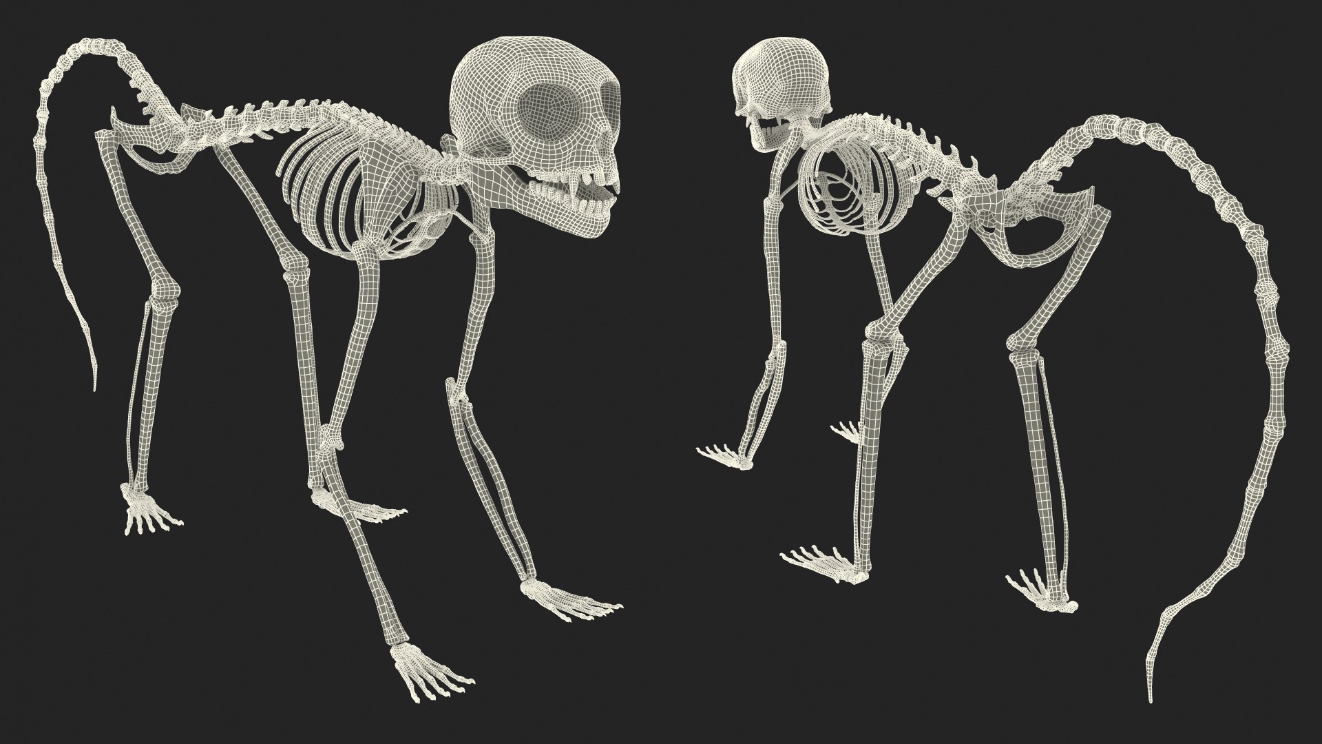 3D Common Marmoset Monkey Skeleton Crawling https://p.turbosquid.com/ts-thumb/2o/IGRuTh/rs/common_marmoset_monkey_skeleton_crawling_022/jpg/1731742397/1920x1080/fit_q87/85afa7fd5c40311726f5e2b2899e5dd7e146ced7/common_marmoset_monkey_skeleton_crawling_022.jpg