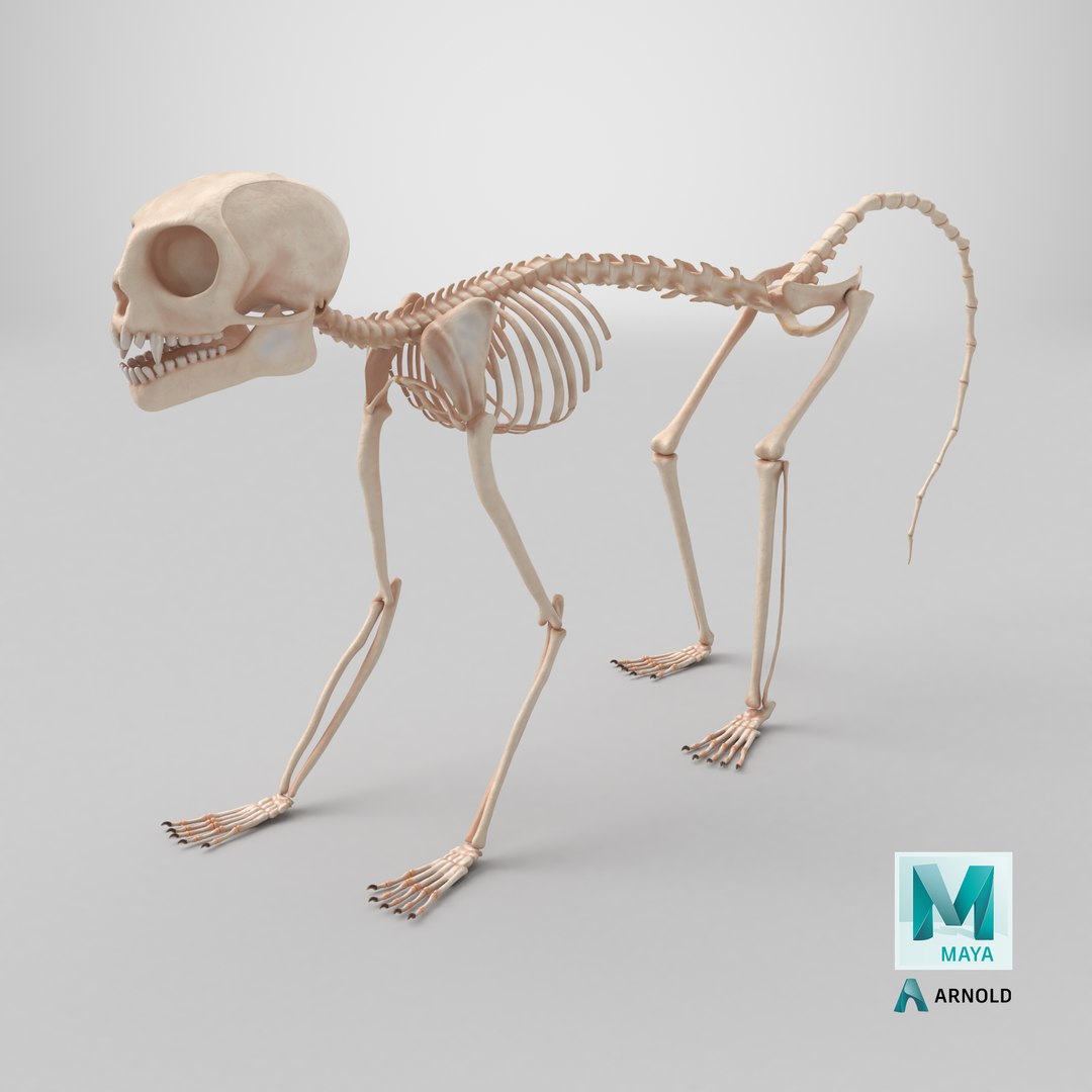 3D Common Marmoset Monkey Skeleton Crawling https://p.turbosquid.com/ts-thumb/2o/IGRuTh/uV/stemcell_maya_arnold_render/png/1732710712/1920x1080/fit_q87/7e4e3226bacefa9e6851c07ed108d92c8e043540/stemcell_maya_arnold_render.jpg