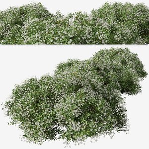 Set of Choisya ternata or Mexican orange blossom Shrub