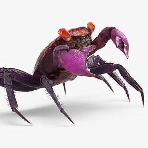 vampire crab geosesarma dennerle 3d x