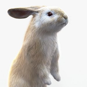 Rabbit Cream ANIMATED XGEN-CORE 2 3D model