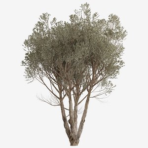 Set of Acacia Aneura or True Mulga Tree - 2 Trees 3D model