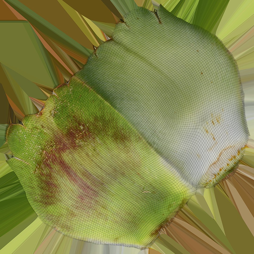 Artichoke Collection 3D model https://p.turbosquid.com/ts-thumb/2o/j9Db4S/WN/artichokeleaf02_c0004/png/1761114780/1920x1080/fit_q87/8d1fa9417f2b7377df1a857a1294e92f3e17d8bd/artichokeleaf02_c0004.jpg