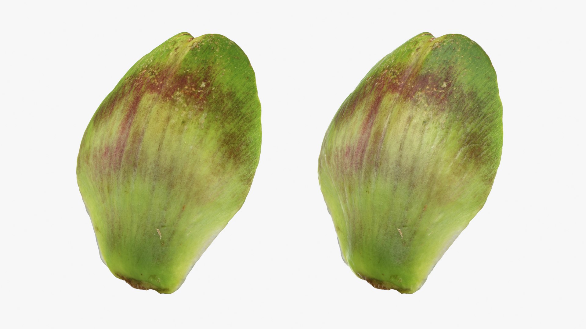 Artichoke Collection 3D model https://p.turbosquid.com/ts-thumb/2o/j9Db4S/eA/artichokeleaf02_0001b/png/1761114776/1920x1080/fit_q87/8ac02af7c275fae604f285fca9f61698cdf9ac88/artichokeleaf02_0001b.jpg