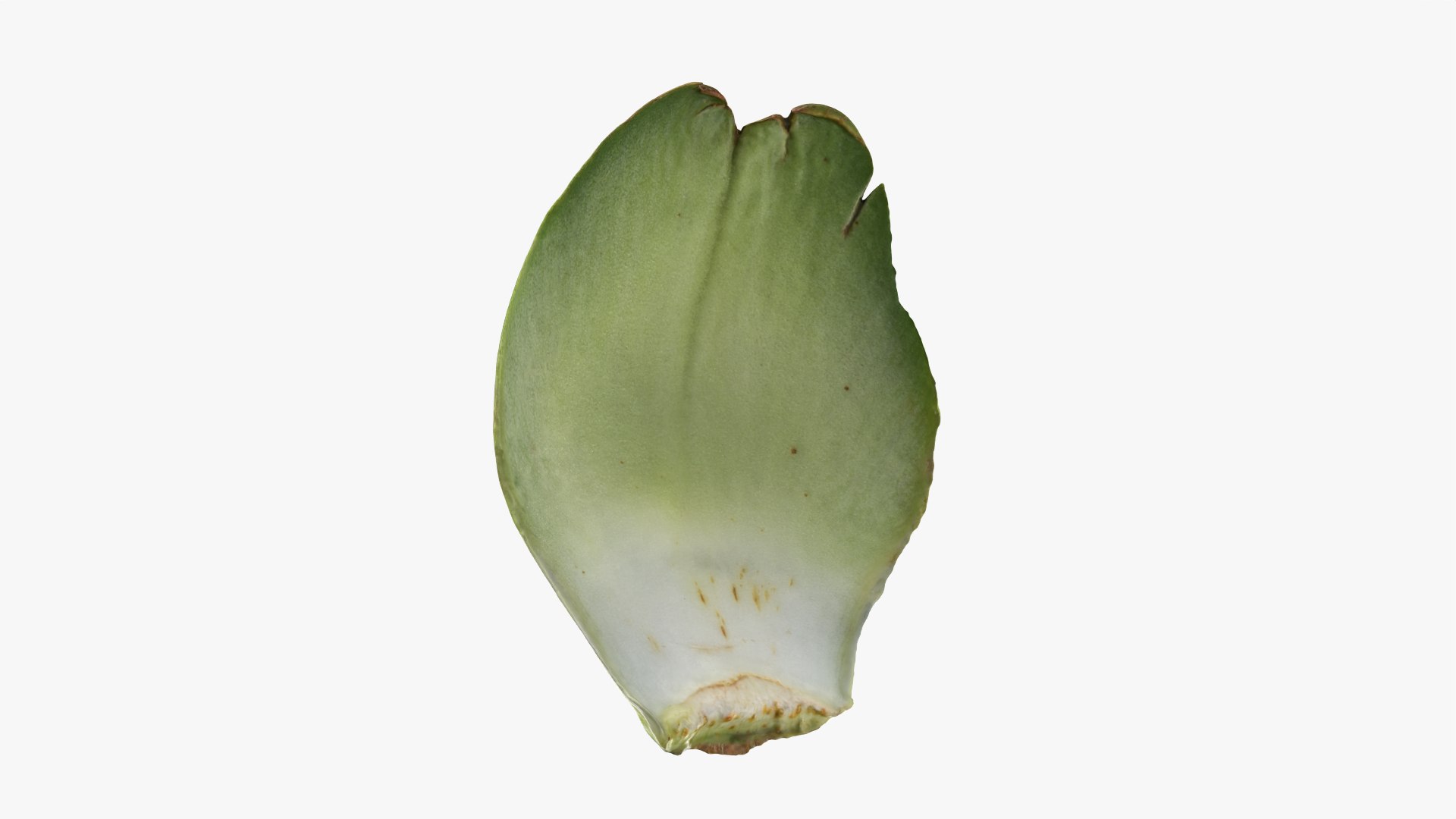 Artichoke Collection 3D model https://p.turbosquid.com/ts-thumb/2o/j9Db4S/lW/artichokeleaf02_0004/png/1761114778/1920x1080/fit_q87/7a174a6aaf689c4cc3403ad15741fdbe64cc24e9/artichokeleaf02_0004.jpg