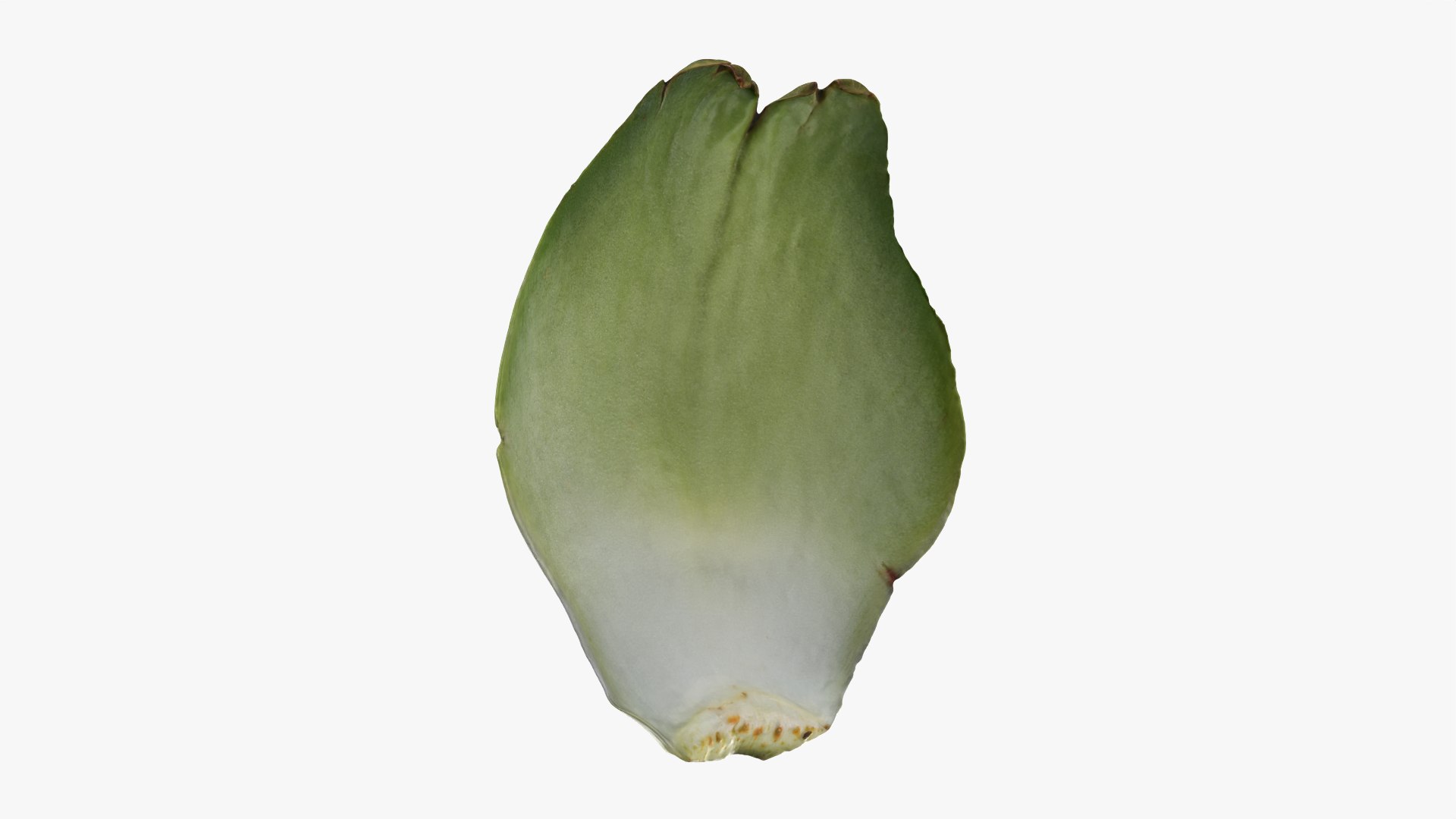 Artichoke Collection 3D model https://p.turbosquid.com/ts-thumb/2o/j9Db4S/tD/artichokeleaf01_0004/png/1761114747/1920x1080/fit_q87/a48bcff0494c05ef8845ce846070f247b3fd703a/artichokeleaf01_0004.jpg
