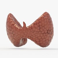 Healthy Thyroid