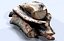 Firewood HD