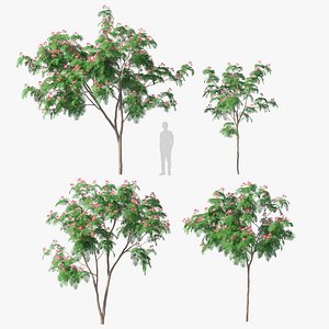 Persian silk tree
