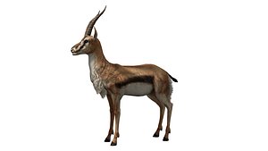3D Gazelle